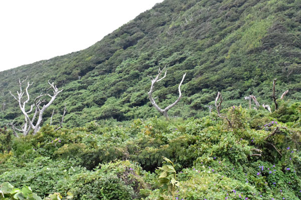 火山ガスなどで立ち枯れた木も